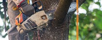 Best Leaf Removal  in Kirkland, WA